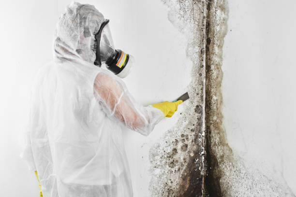 Best White Mold Remediation in Piney Green, NC