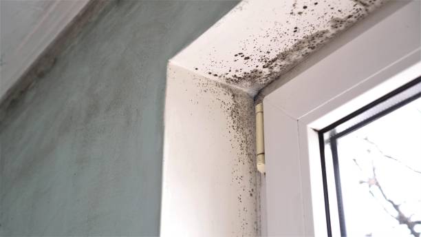 Best Industrial Mold Remediation in Piney Green, NC